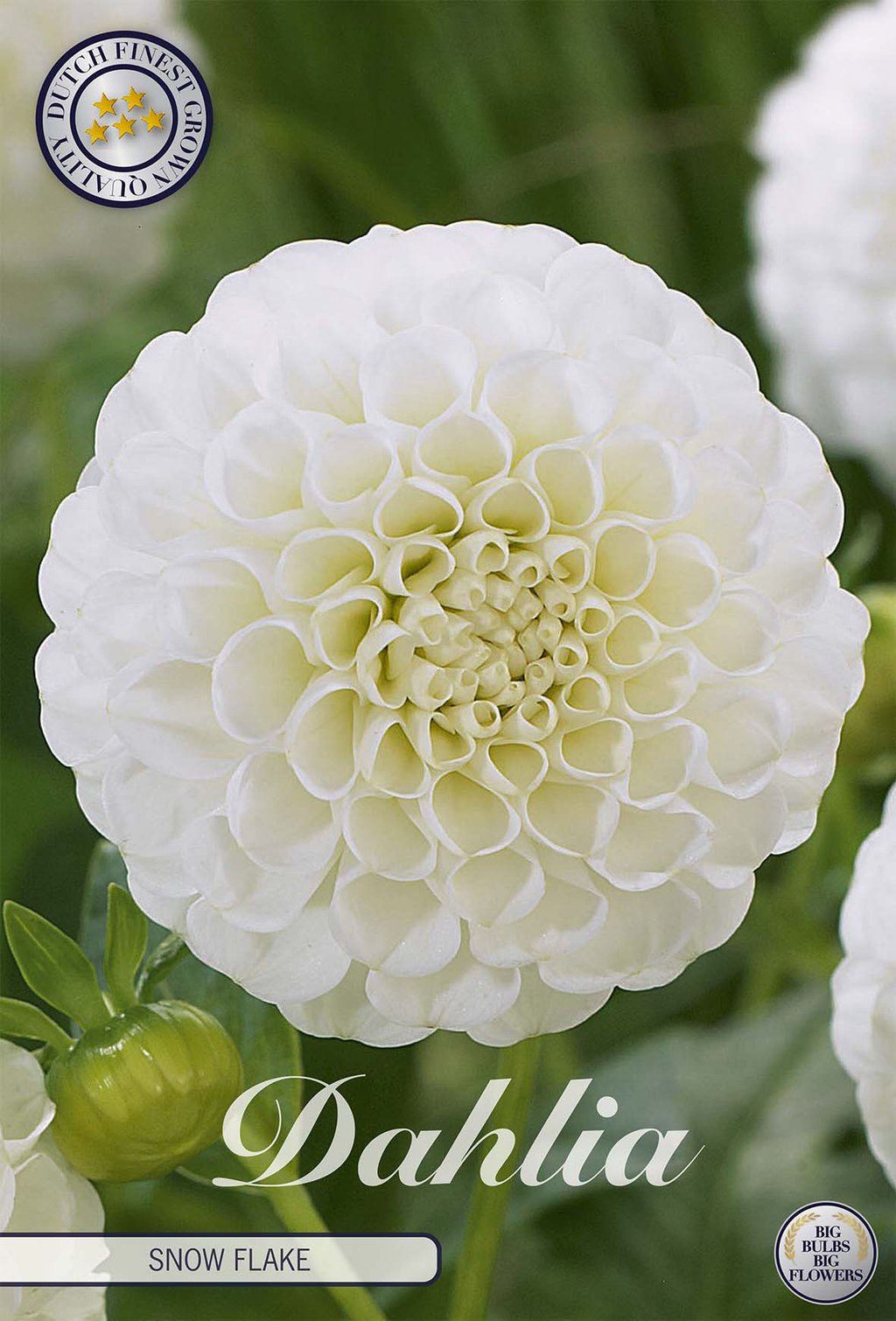Dahlie Snow Flake