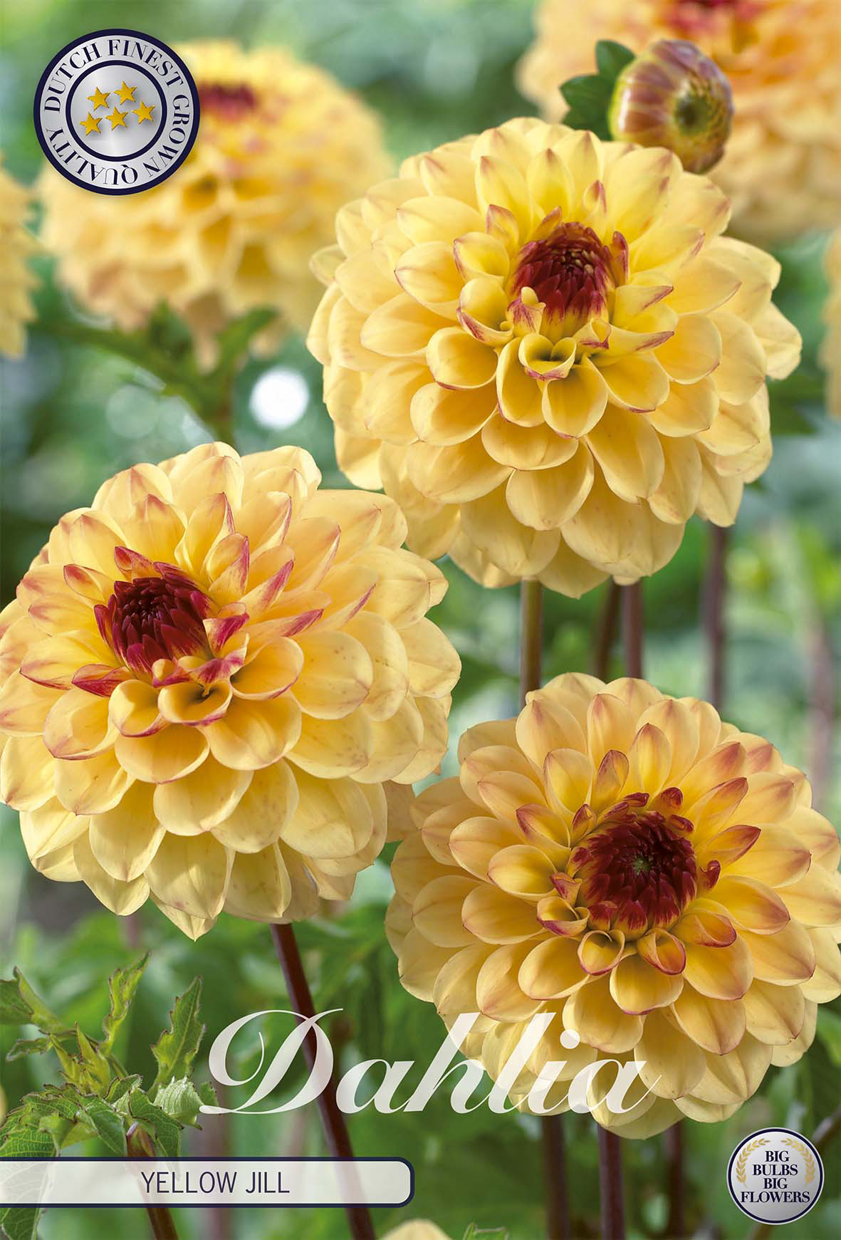Dahlie 'Yellow Jill'