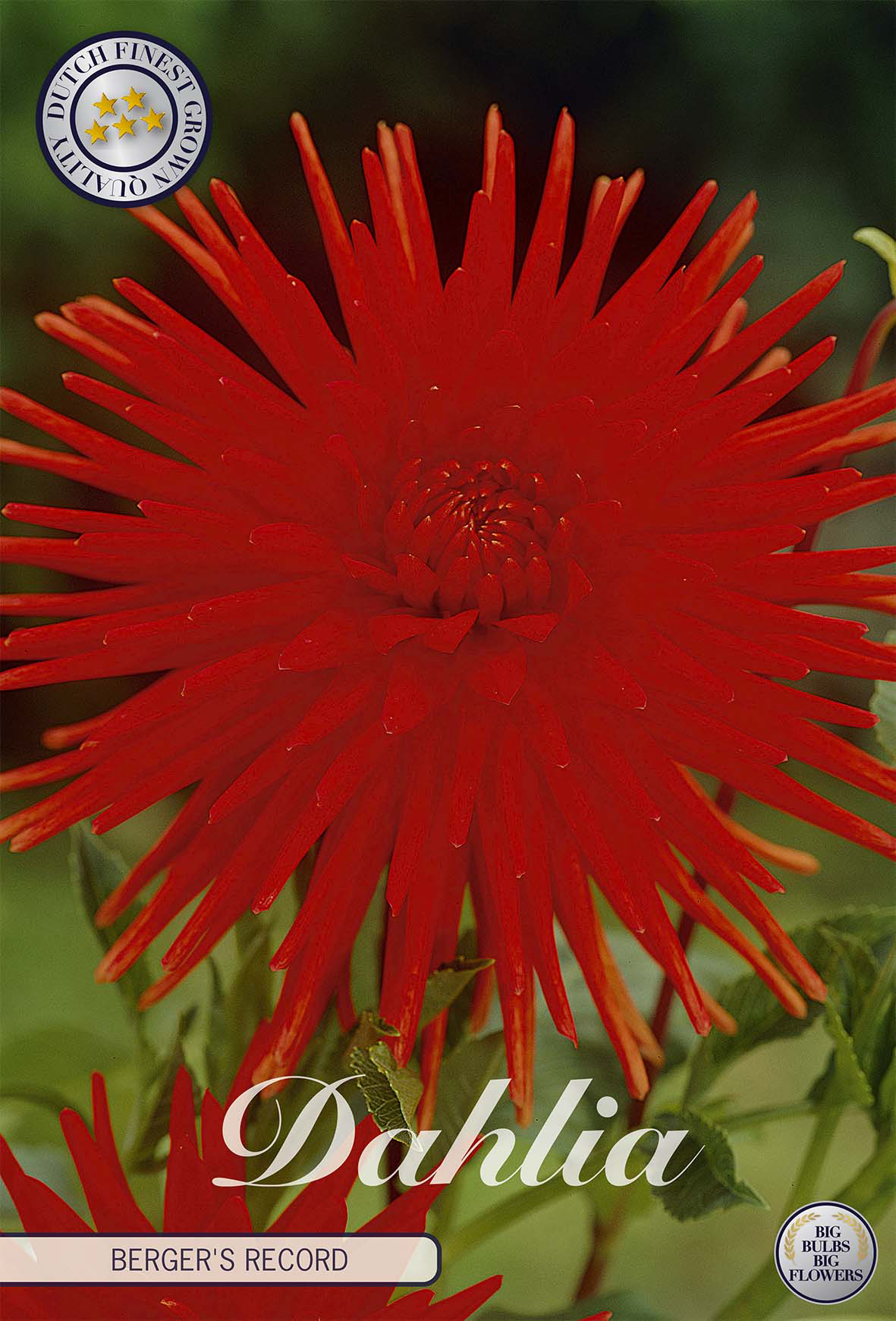 Dahlia Bergers Akte