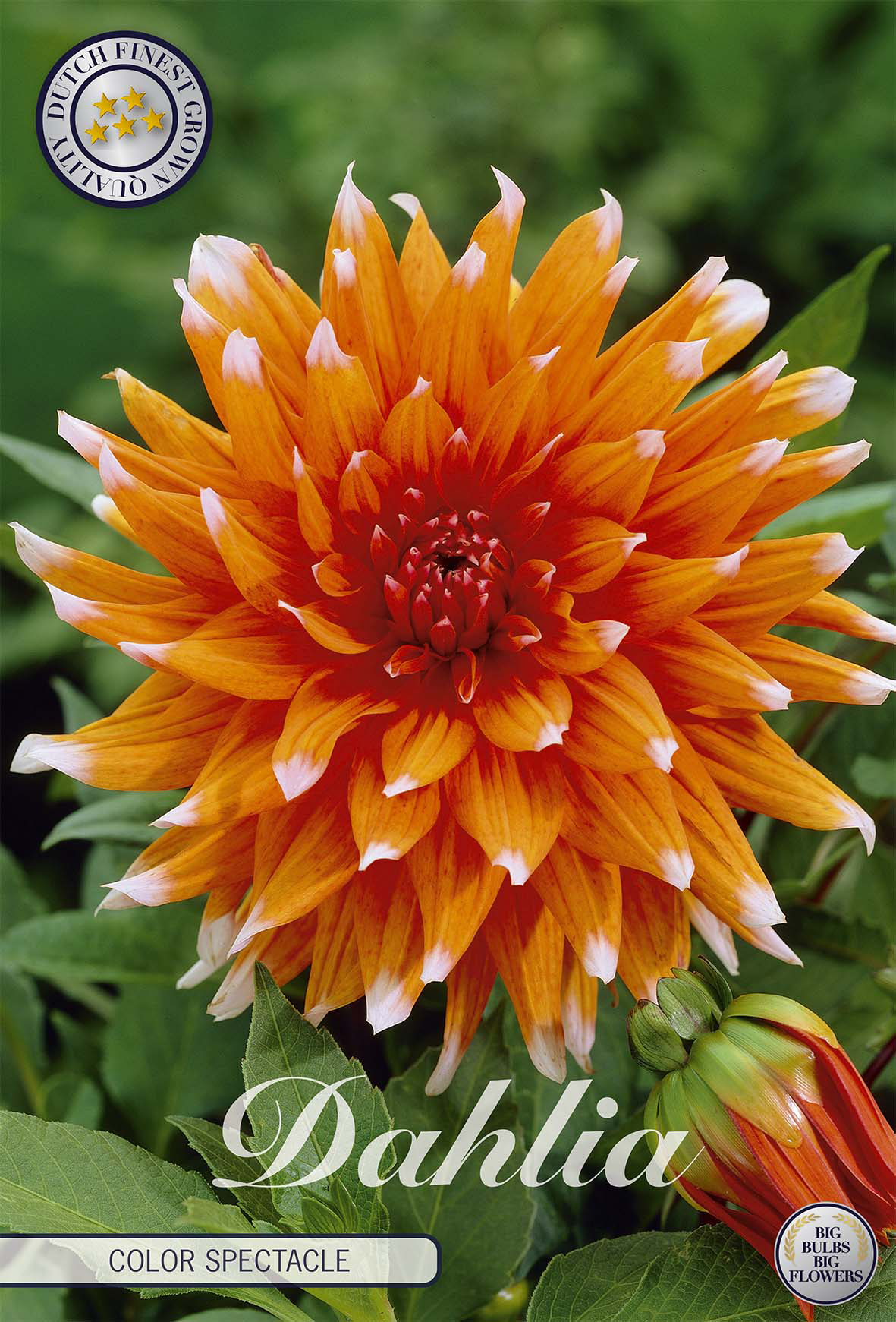 Dahlie "Color Spectacle"