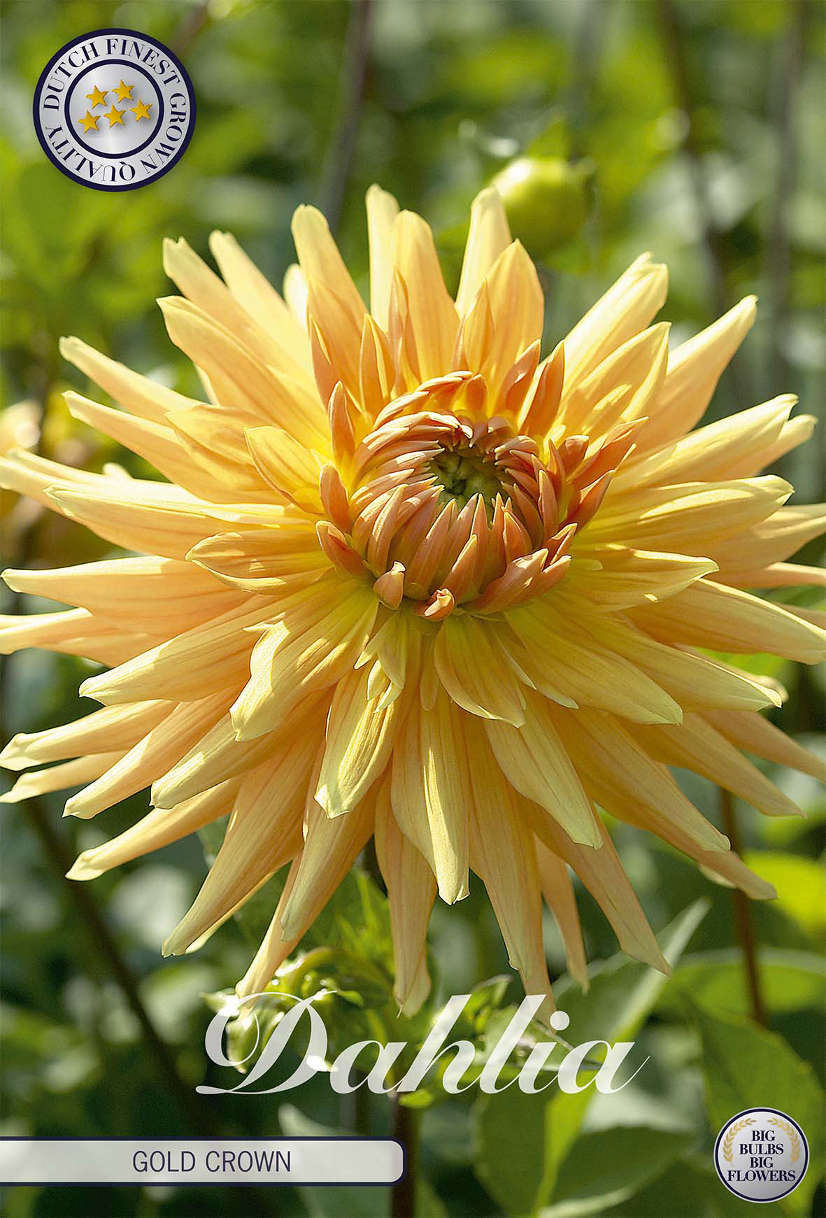 Dahlie Gold Crown