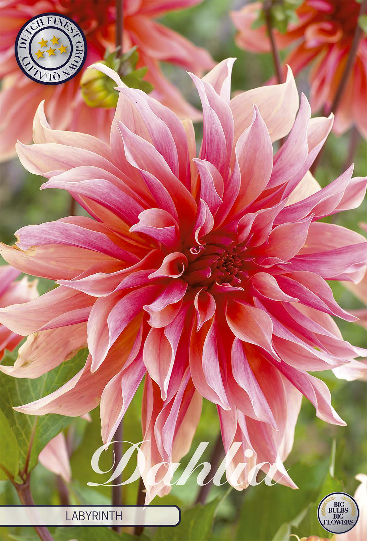 Dahlie Labyrinth