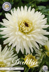 Dahlia, meine Liebe