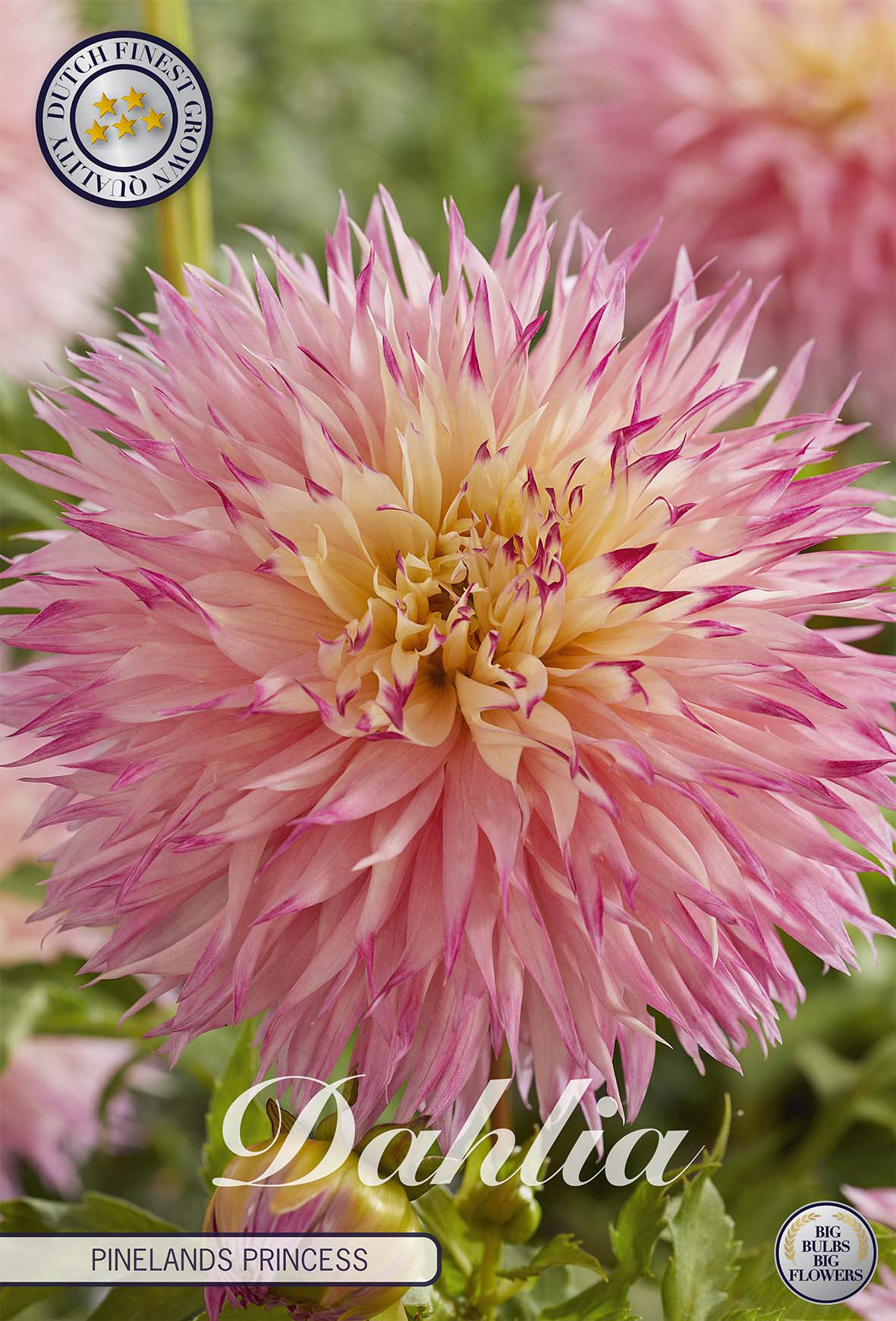 Dahlie 'Pinelands Princess'