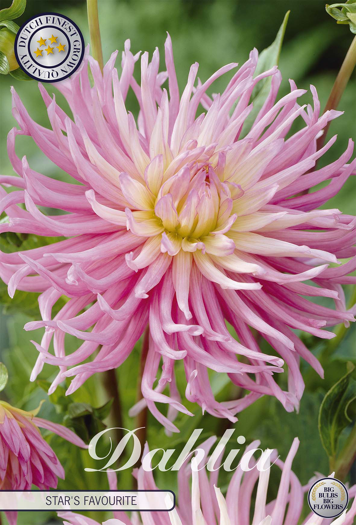 Dahlie Stars Favourite