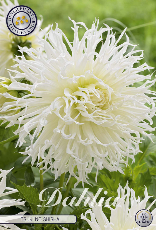Dahlia Mondbote
