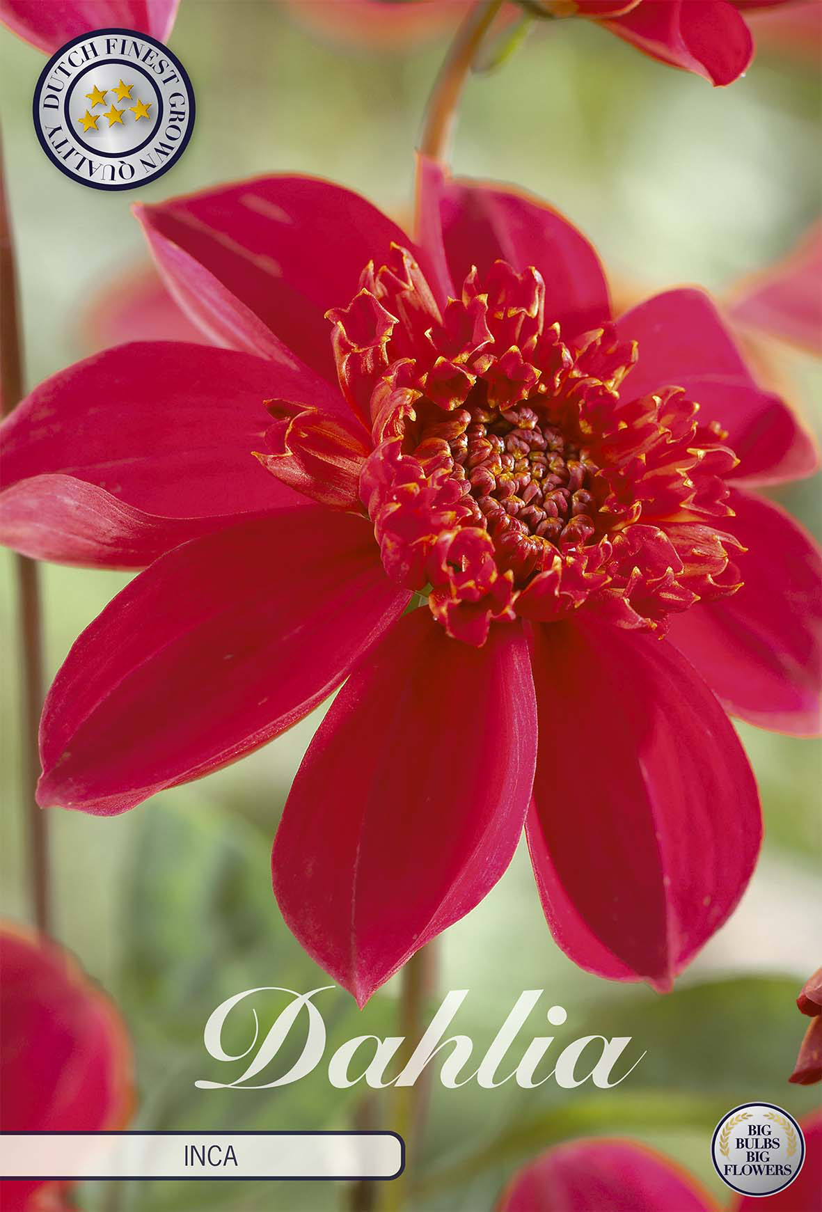 Dahlie Inca