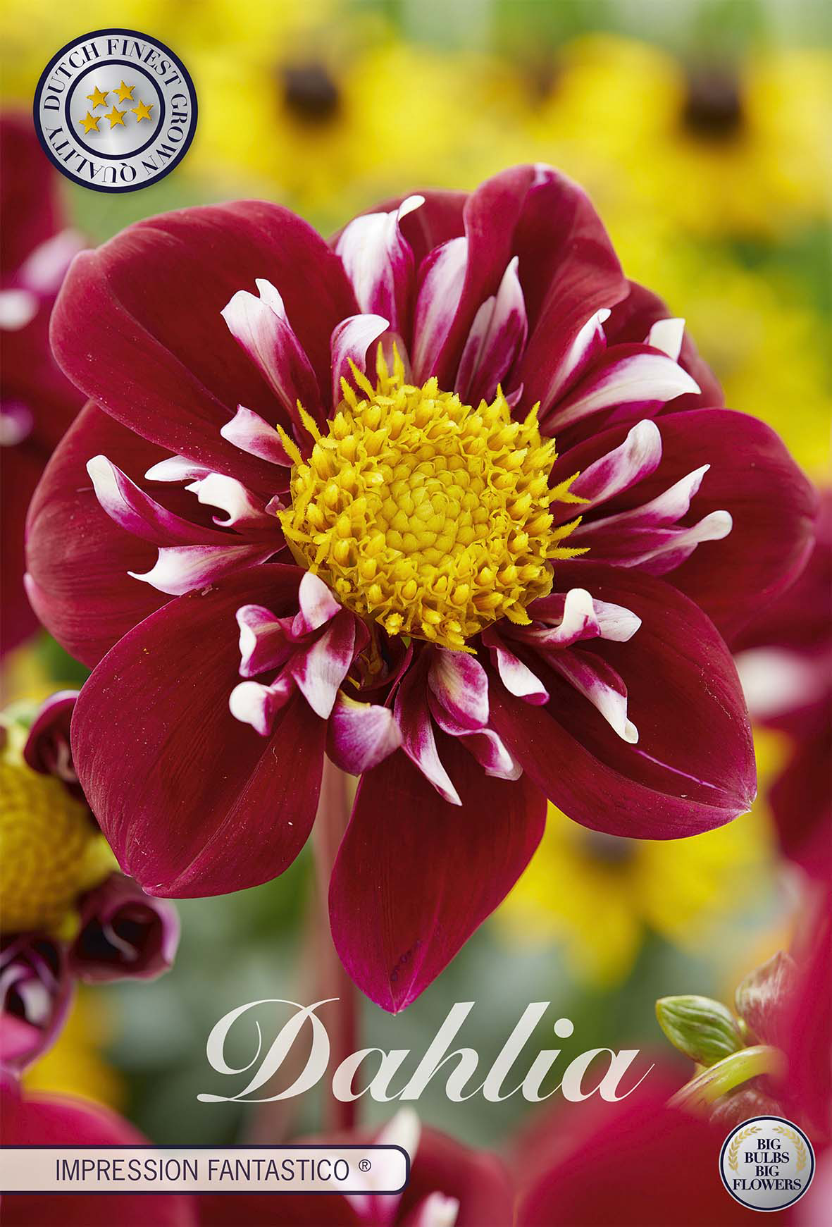 Dahlie Fantastico