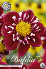 Dahlie Fantastico