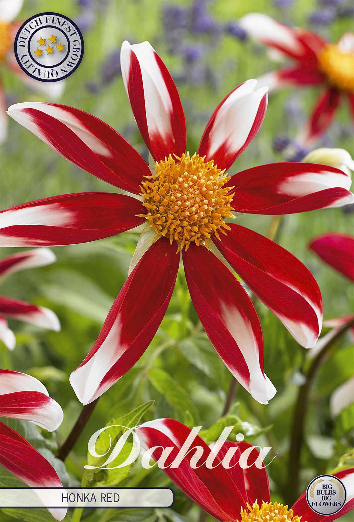 Dahlie Honka Red Windmill