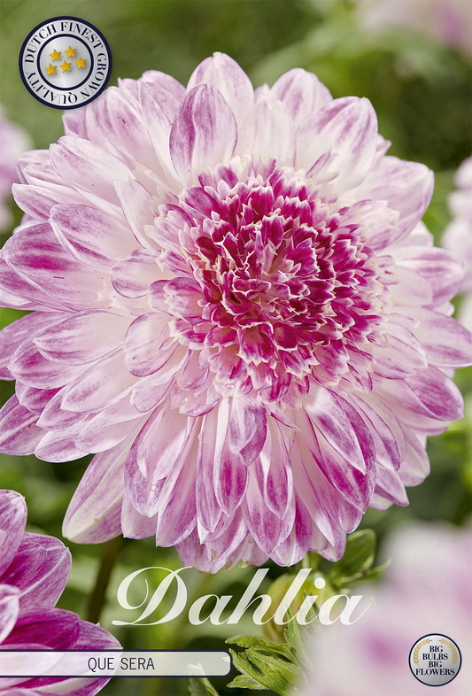 Dahlie Que Sera