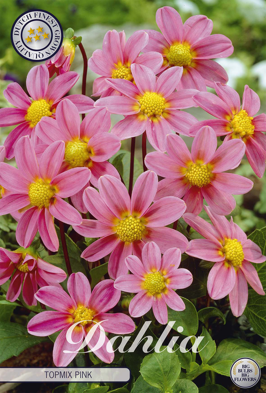 Dahlie Top Mix Rosa