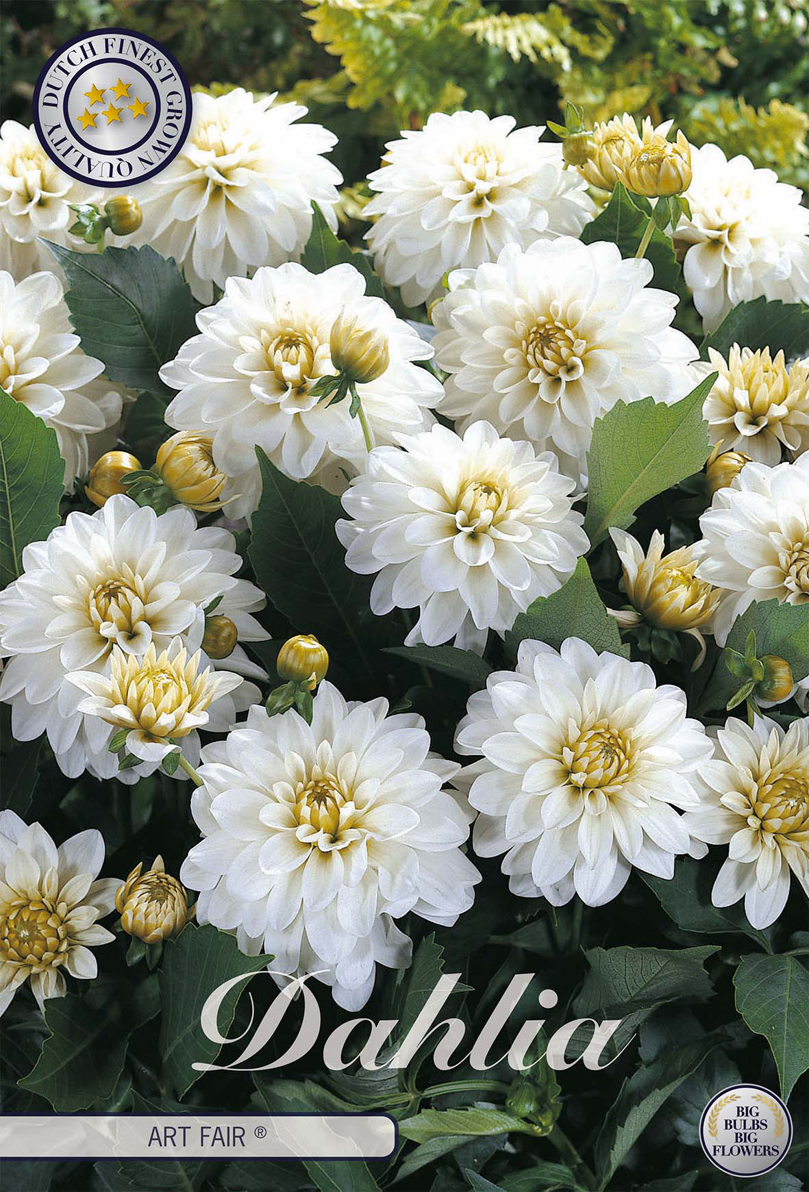 Dahlia Kunstmesse