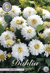 Dahlia Kunstmesse