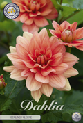 Dahlie Berliner Kleene