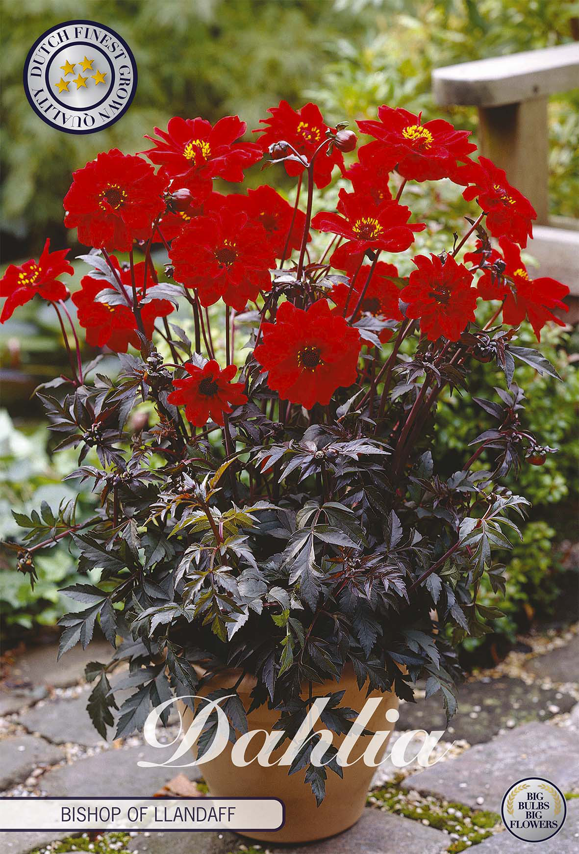 Dahlia Bischof von Llandaff