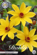 Dahlia Bishop von York