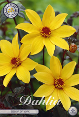 Dahlia Bishop von York