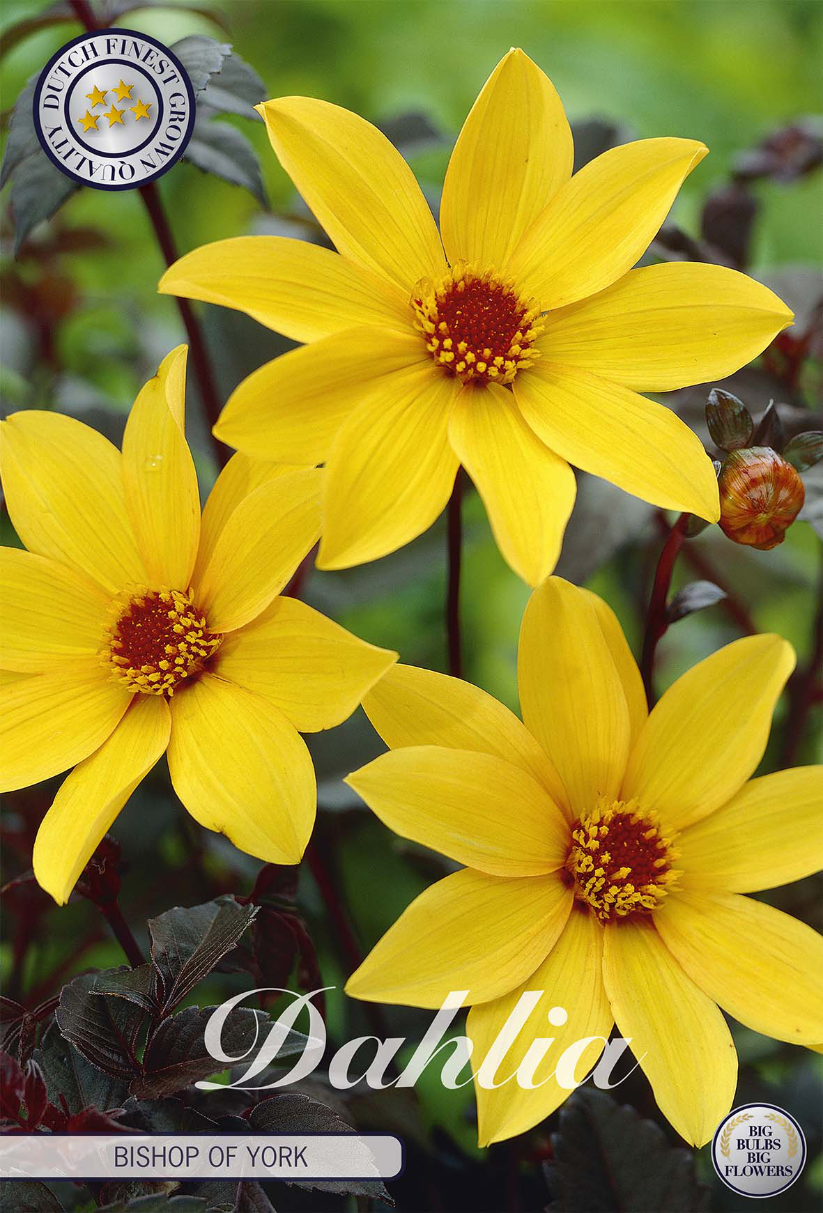 Dahlia Bishop von York