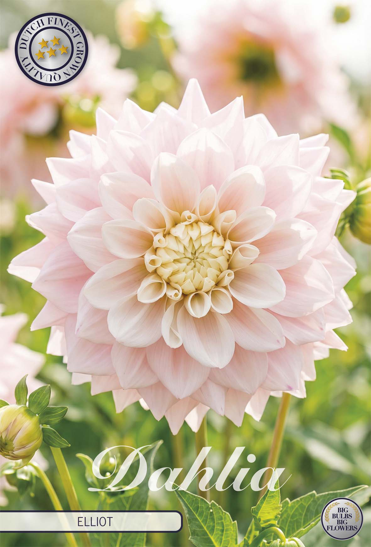 Dahlia Elliot