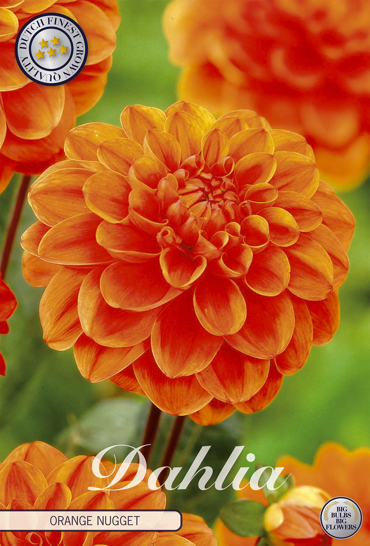 Dahlie Orange Nugget