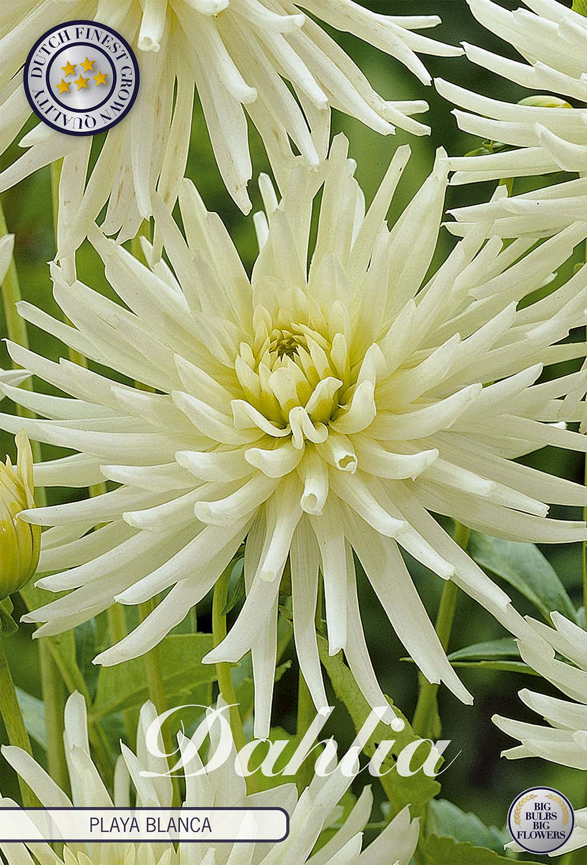 Dahlie Playa Blanca
