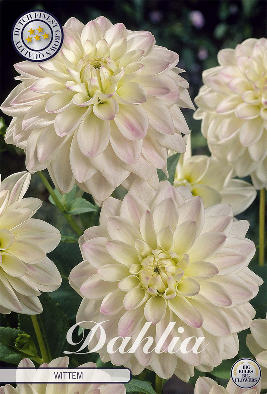 Dahlia Wittem