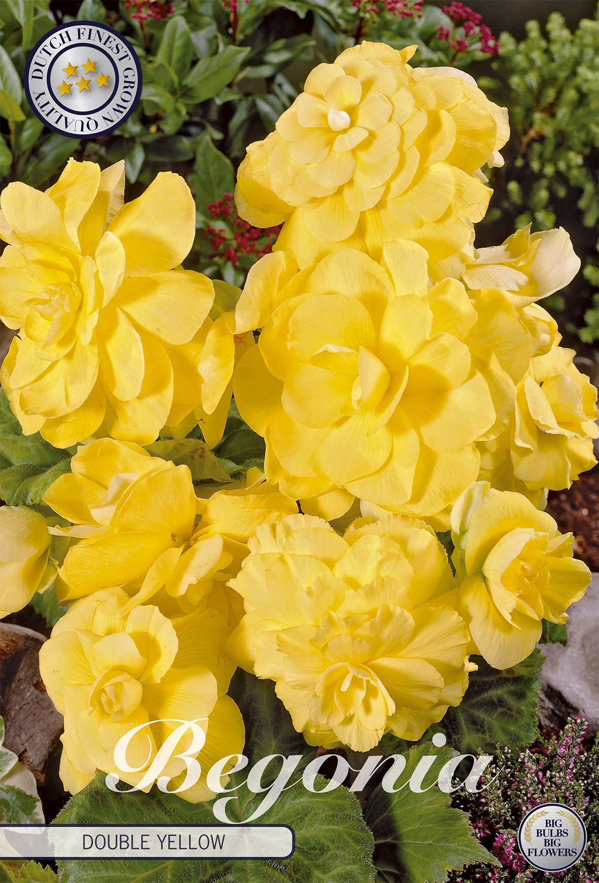Begonie Double Yellow