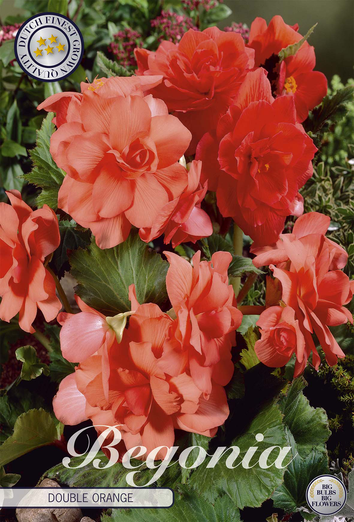 Begonie Double Orange