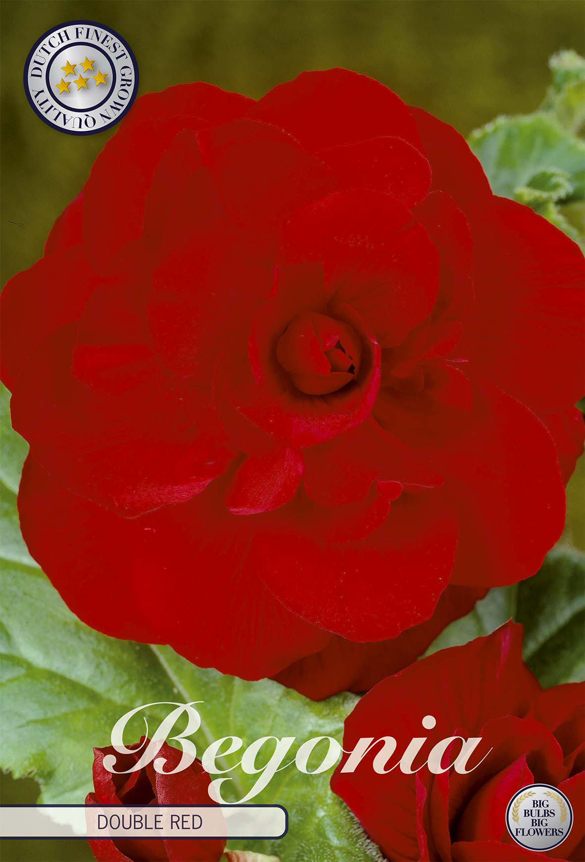 Begonia Double Red