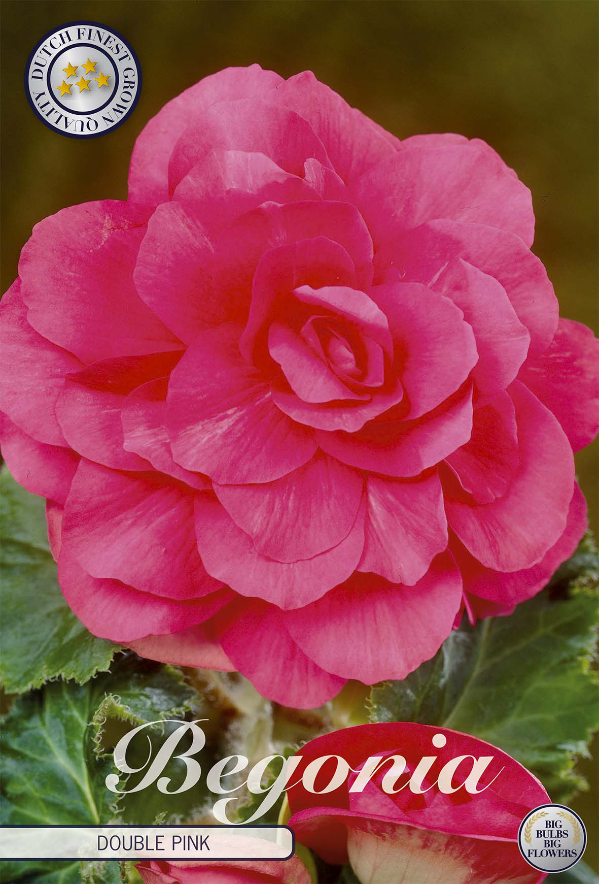 Begonie Pink
