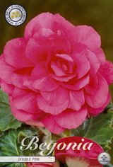 Begonie Pink