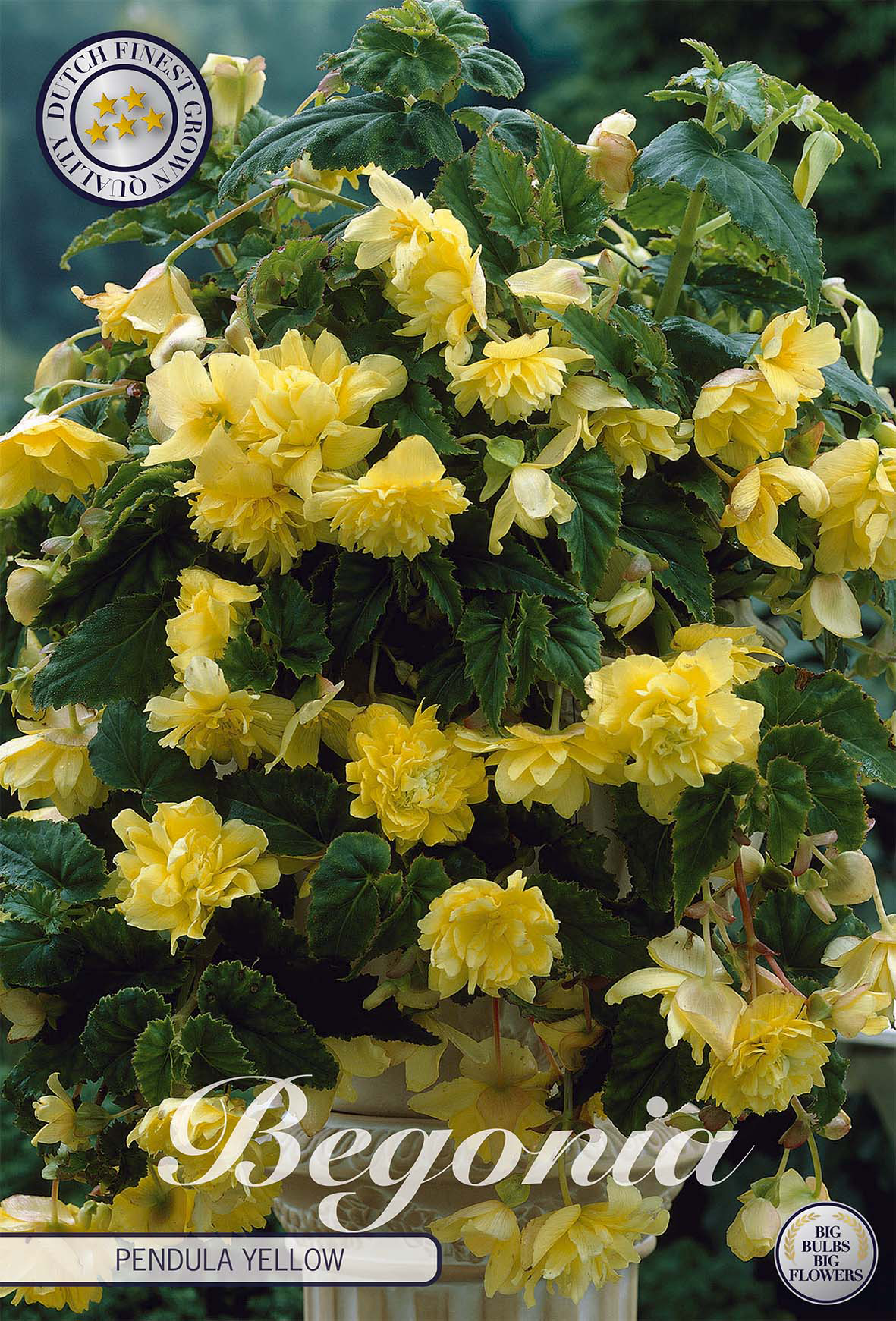 Begonia Pendula Gelb