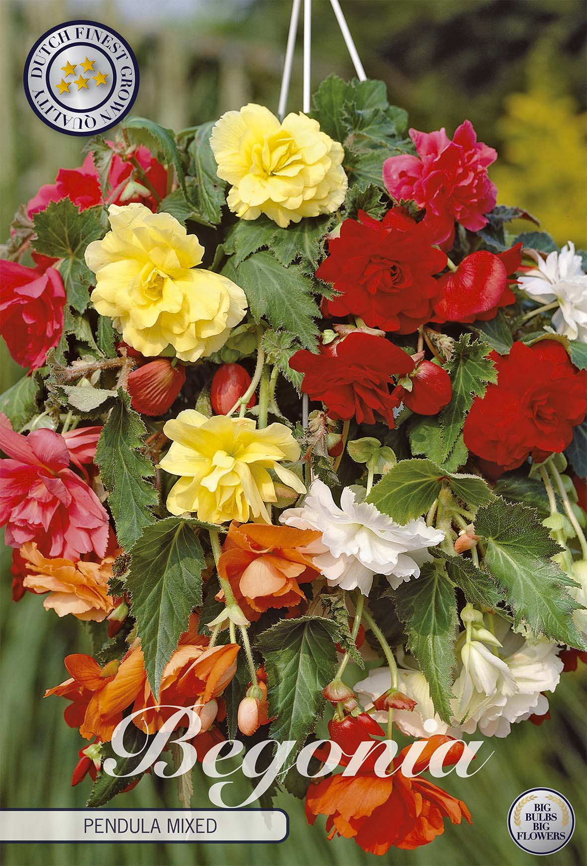 Begonia Pendula Gemischt