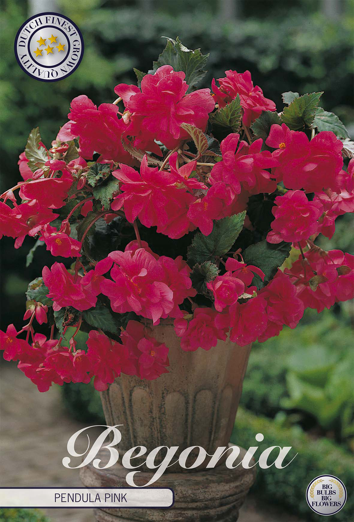 Hänge-Begonie Rosa