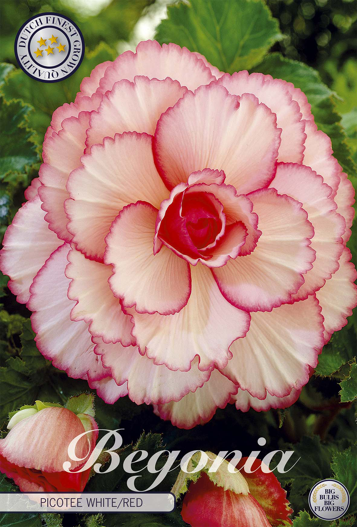 Begonia Picotee Weiß Rot