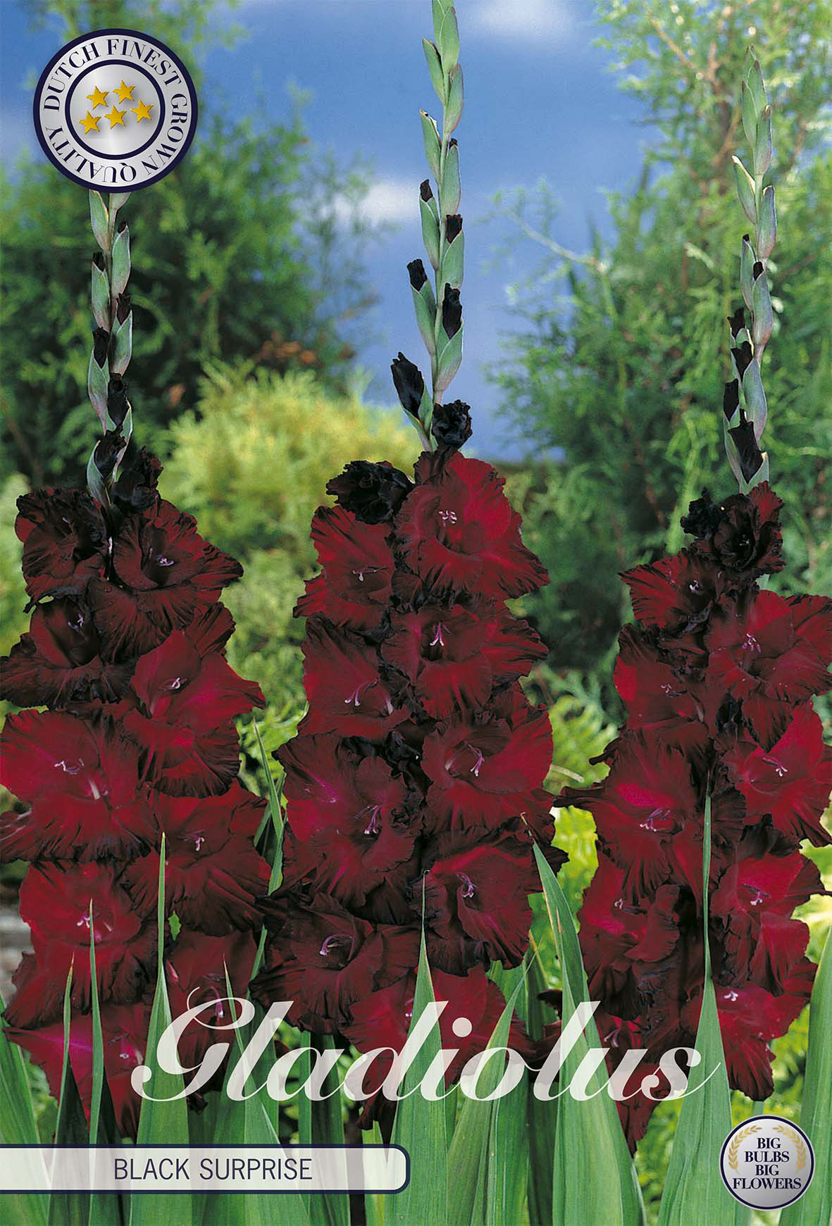Gladiole Black Surprice