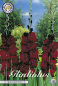 Gladiole Black Surprice