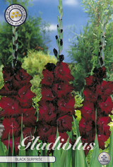 Gladiole Black Surprice