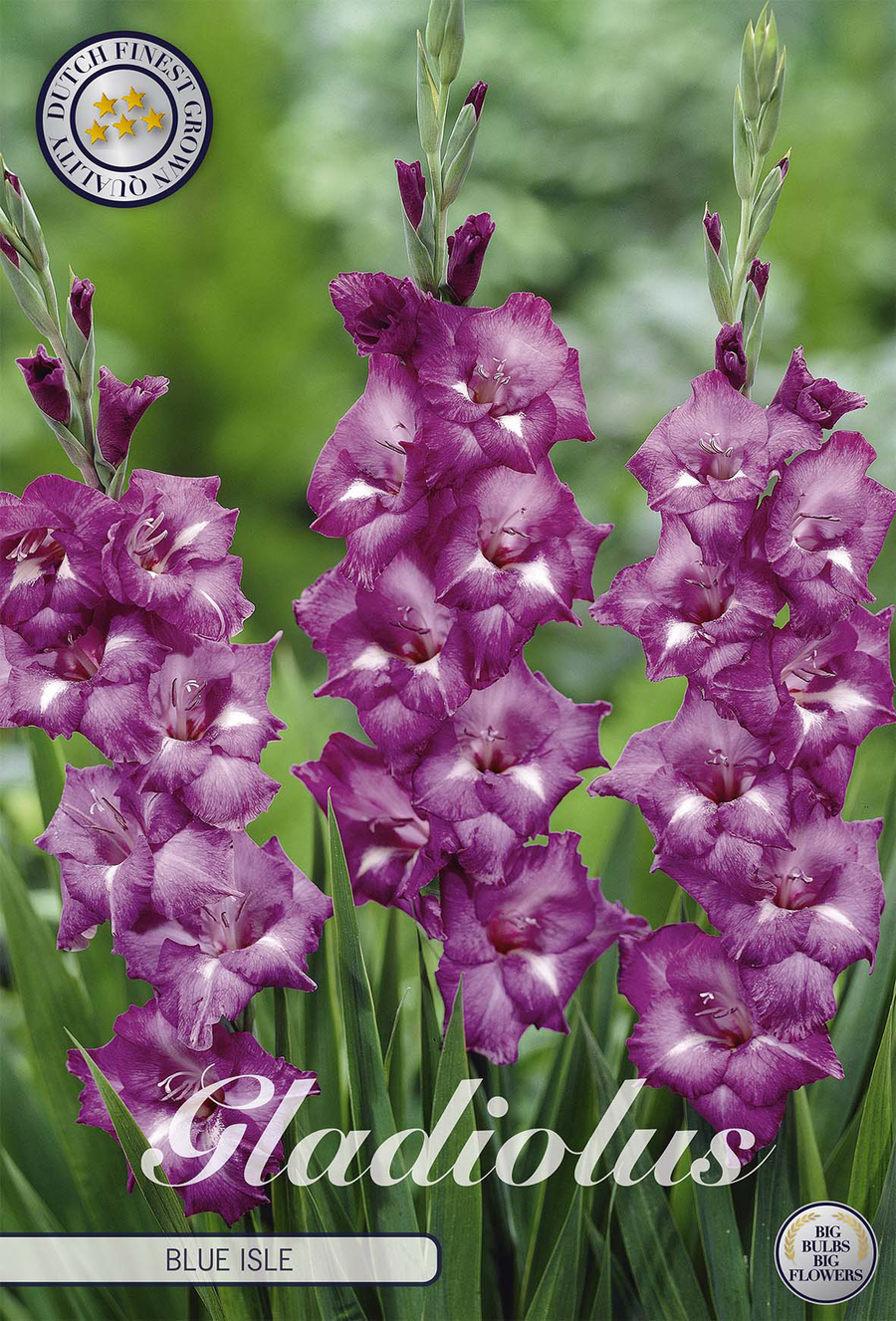 Gladiole Blue Isle