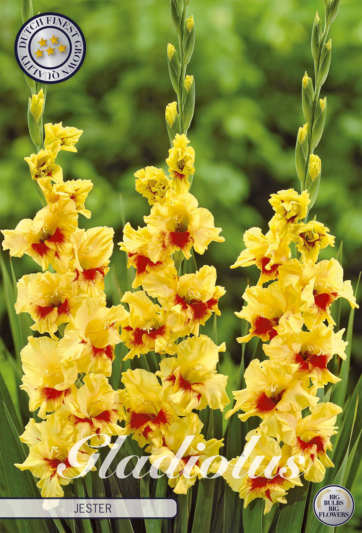 Gladiole Jester