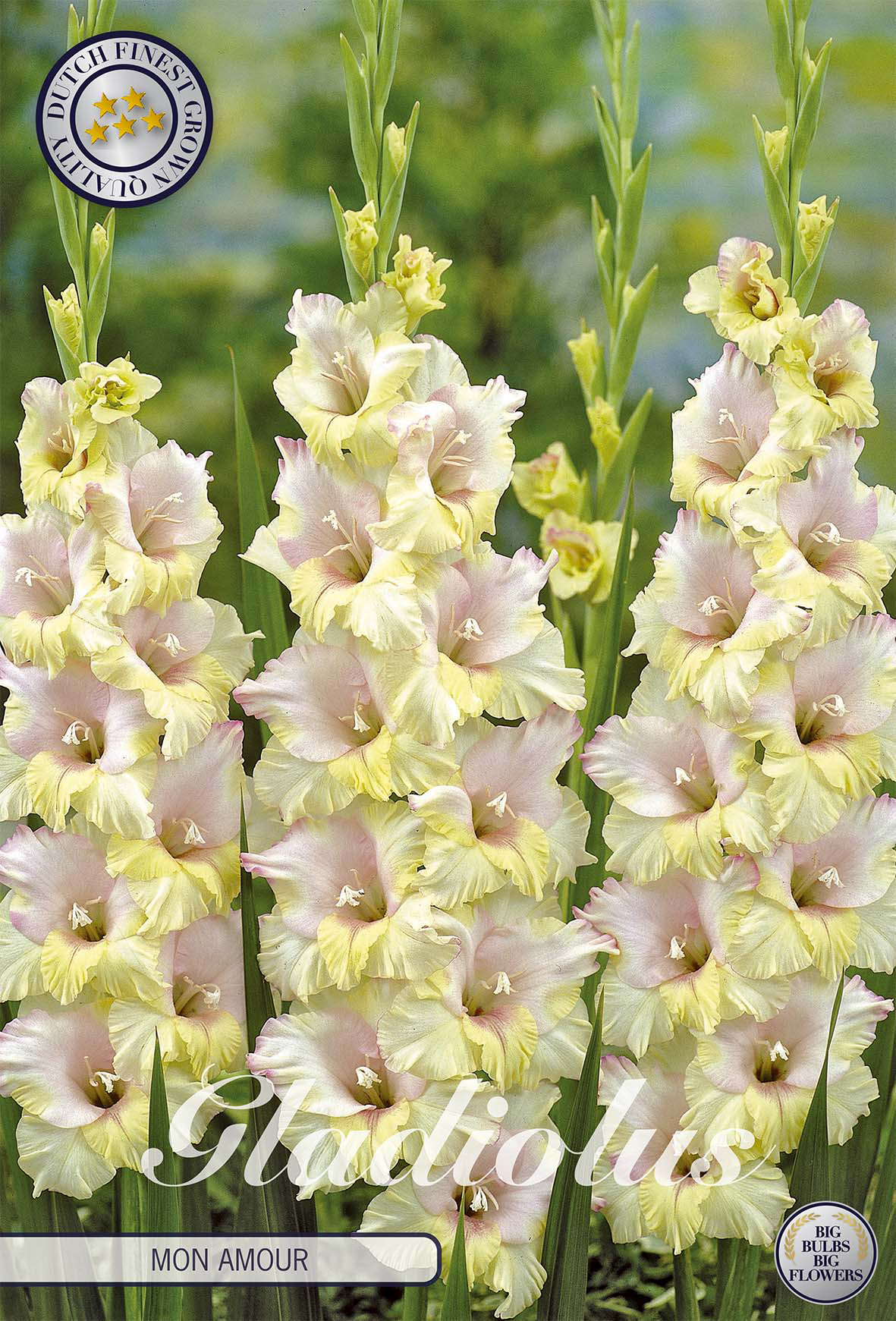 Gladiole Mon Amour