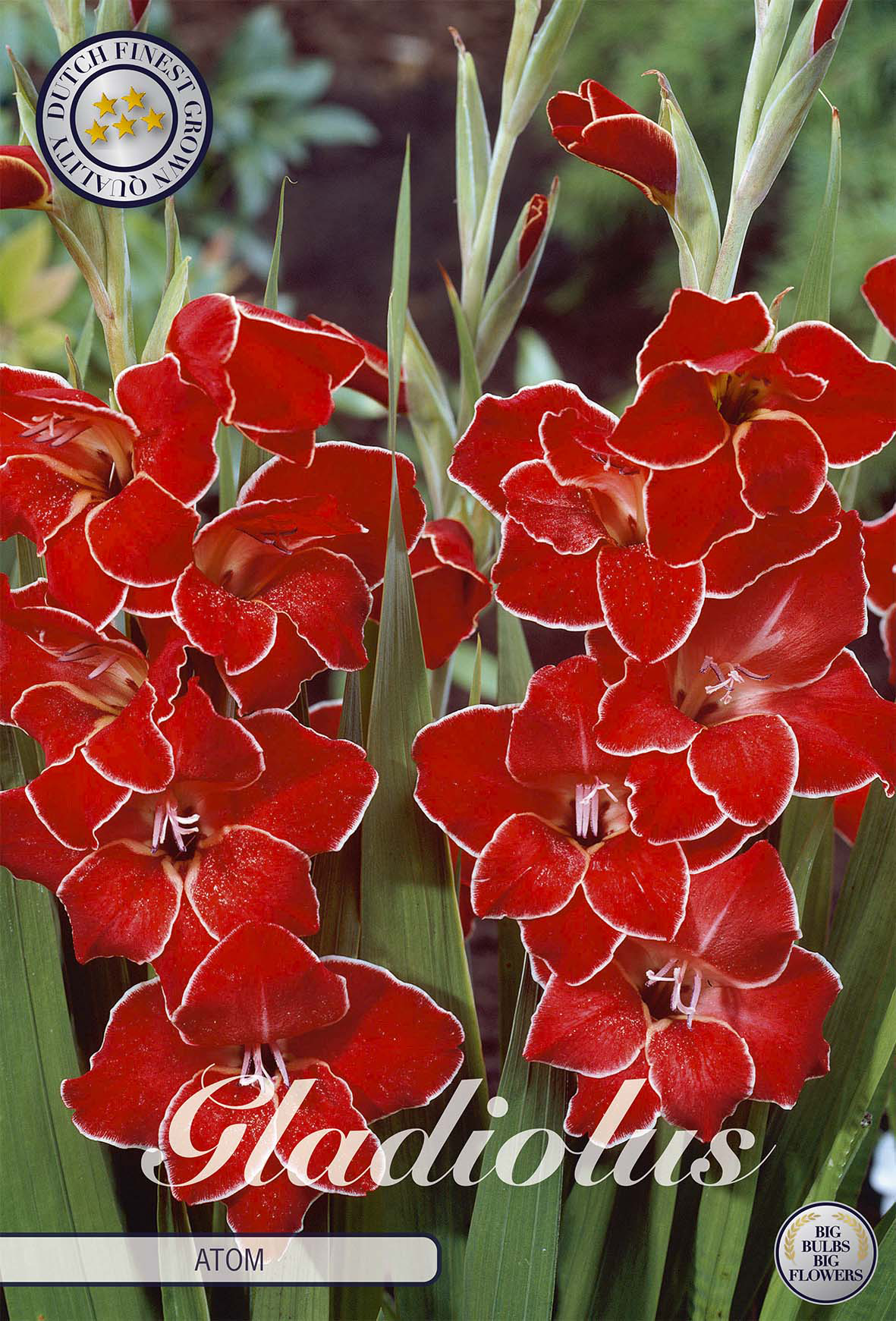 Gladiole Nanus Atom