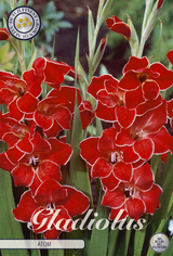 Gladiole Nanus Atom