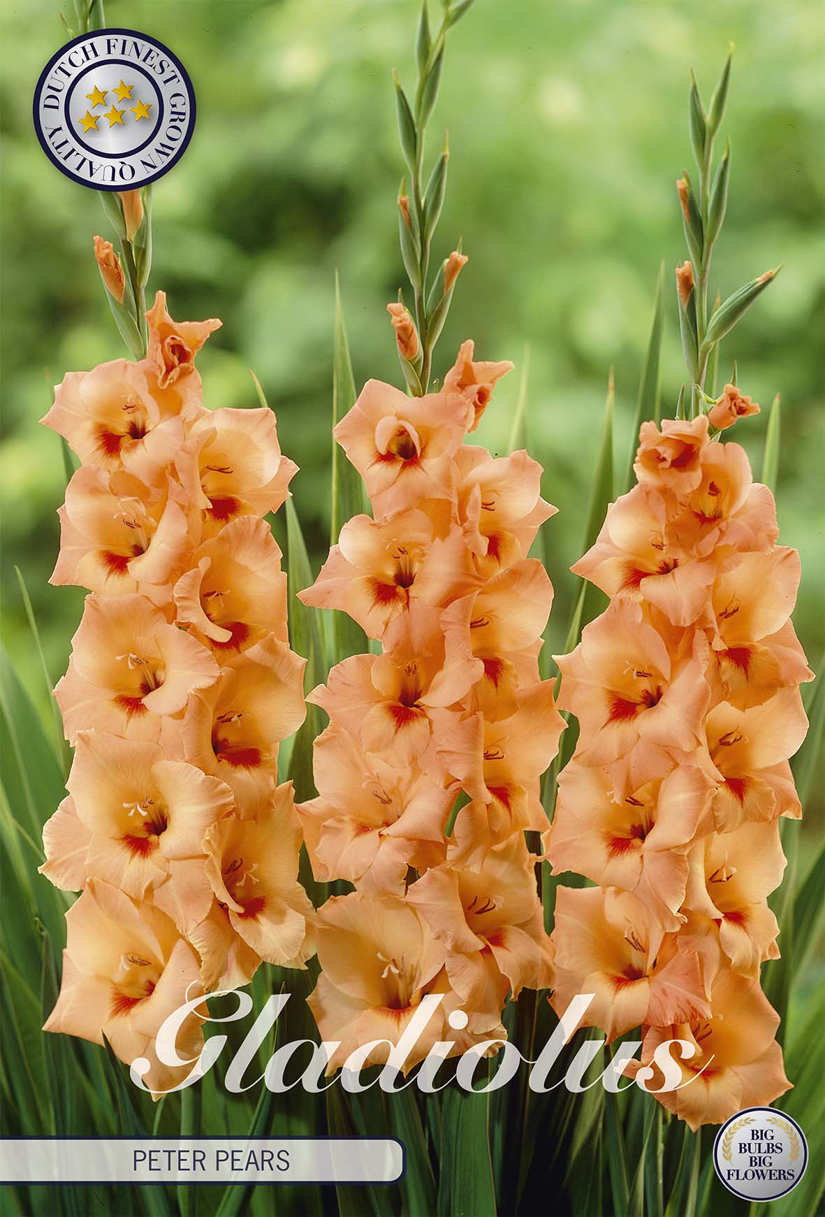Gladiole Peter Pears