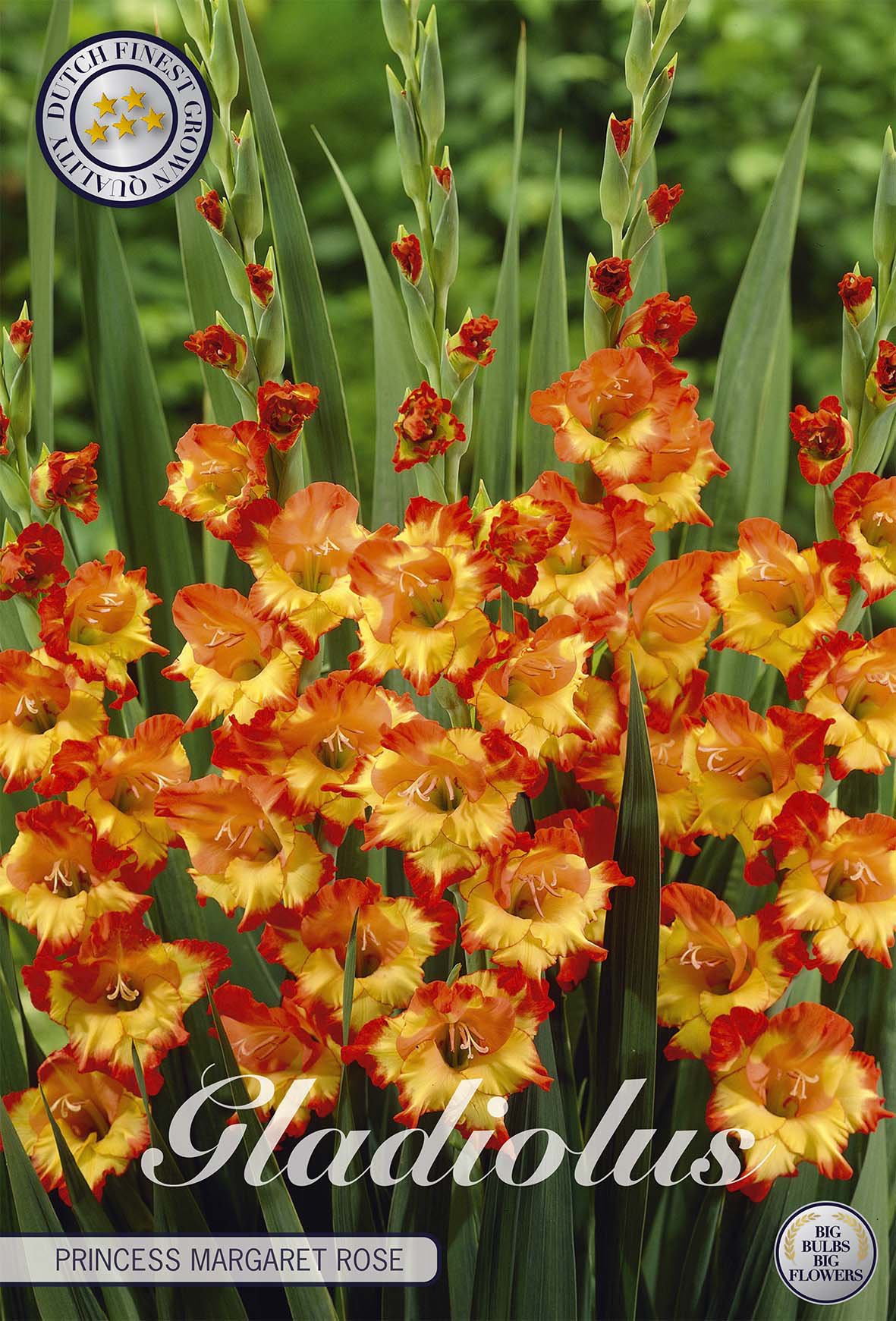 Gladiole Princess Margaret Rose