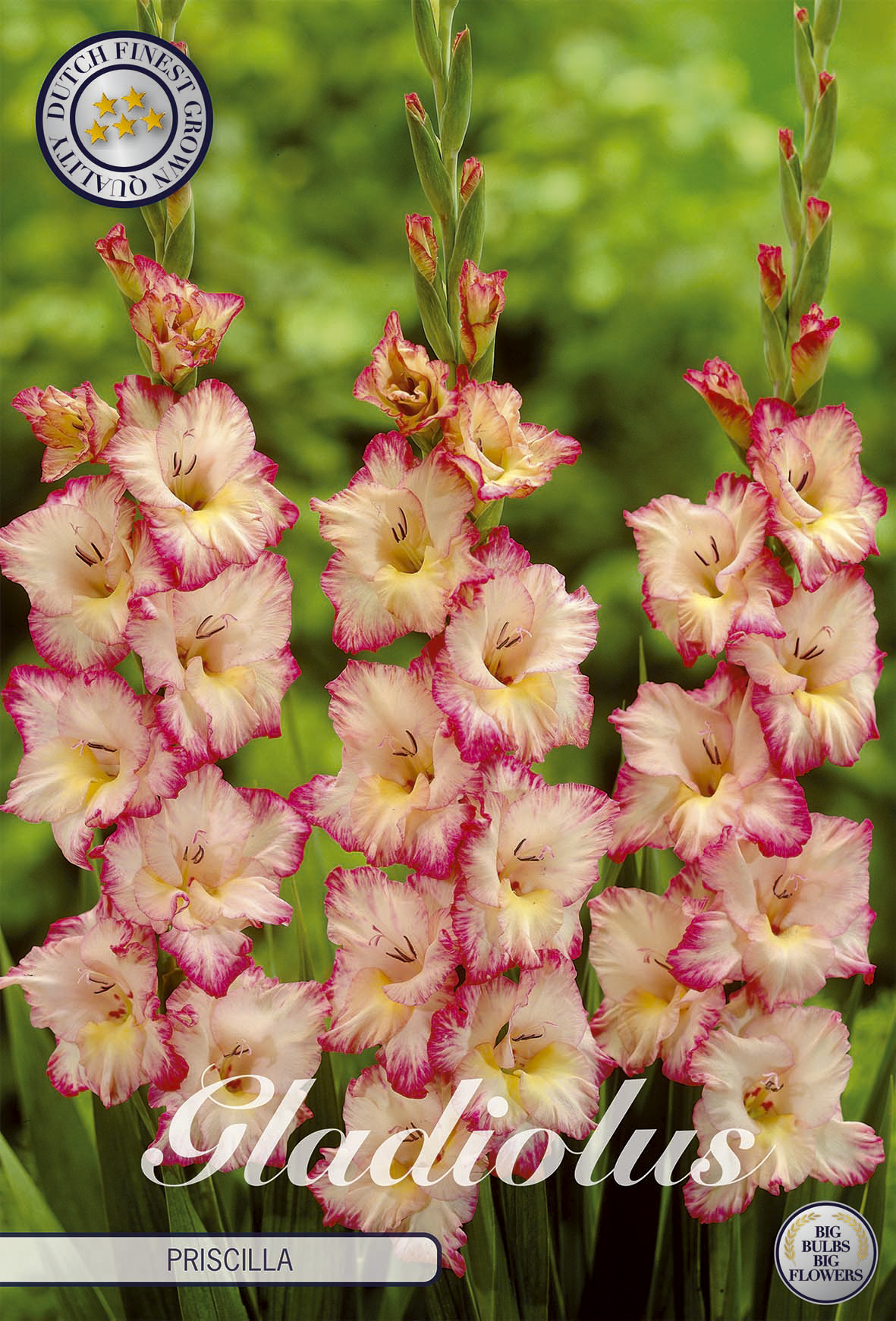 Gladiole Priscilla