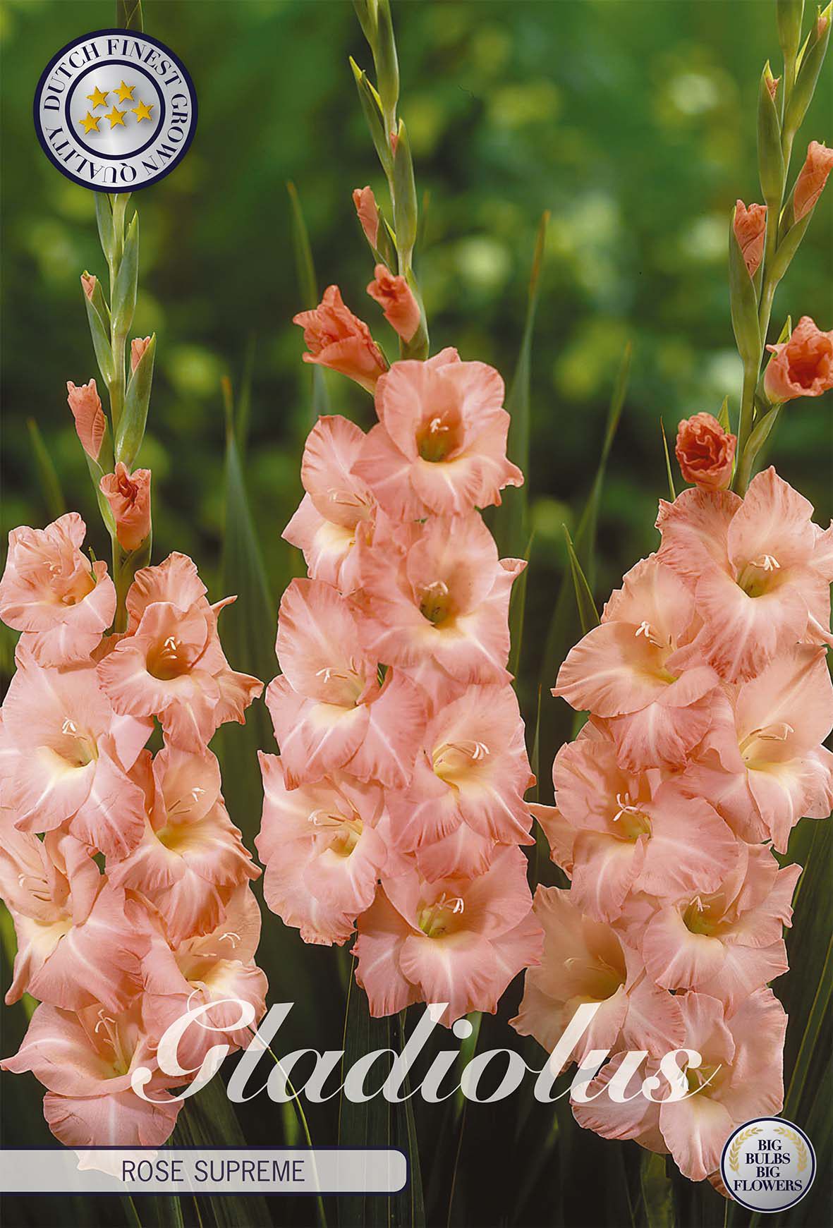 Gladiole Rose Supreme