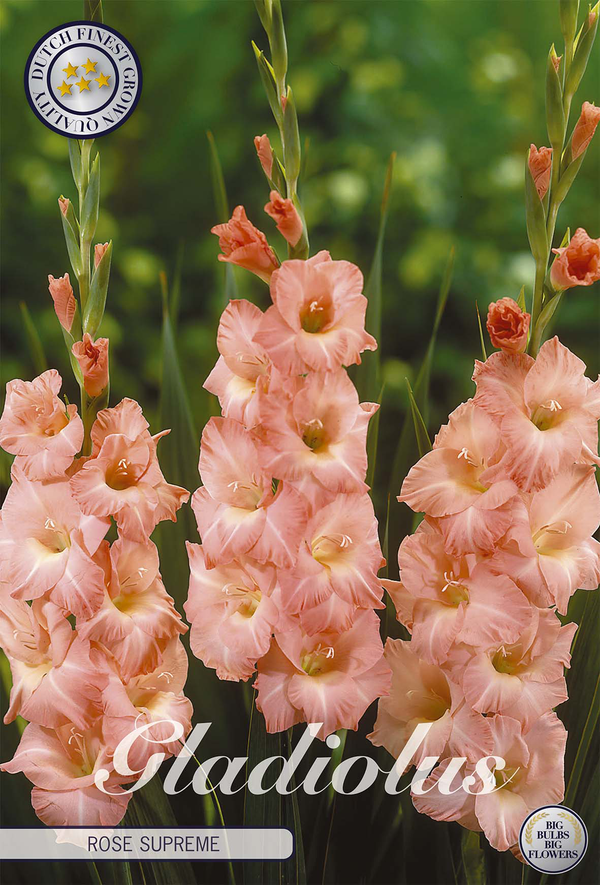 Gladiole Rose Supreme