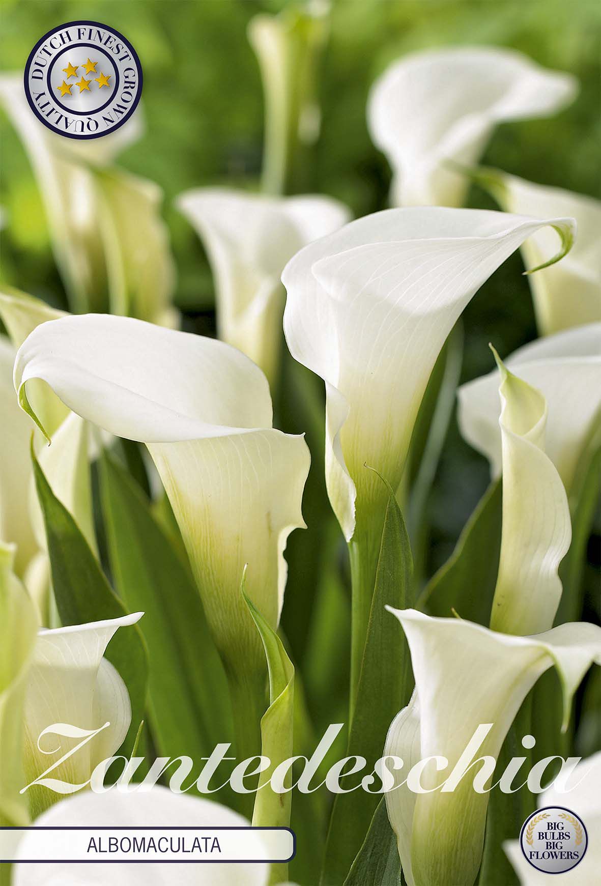 Zantedeschia Albomaculata